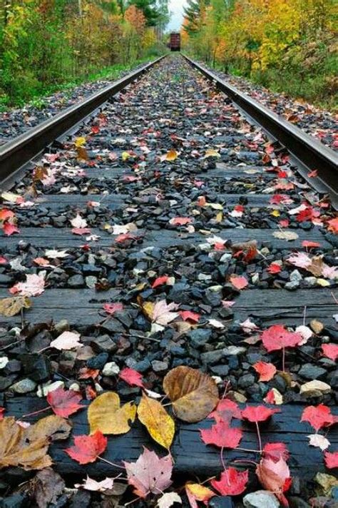 Fall Leaves Railroad Tracks Best Background Images New Background