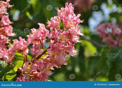 Pink Flowers On Red Horse Chestnut Tree Stock Photo Image Of Chestnut