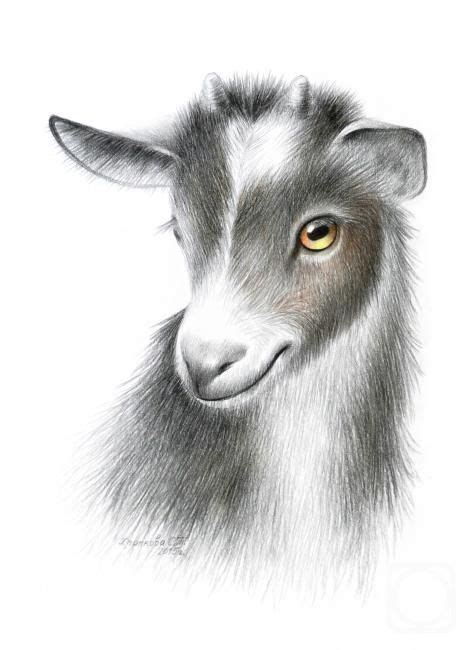 Image Result For Baby Goat Drawing Libros Para Colorear Pinterest