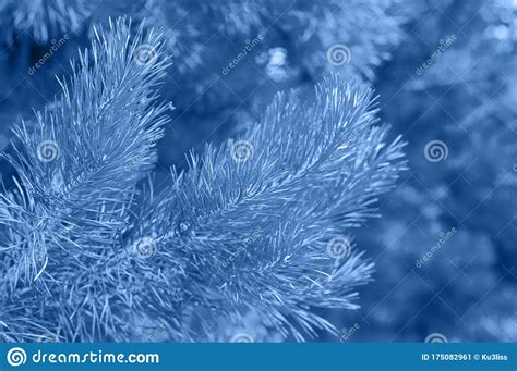 Pine Branch In The Forest Tinted Classic Blue Color Trend 2020 Year