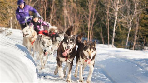 Enjoy An Exceptional Dog Sledding Ride With A Professional Guide Only
