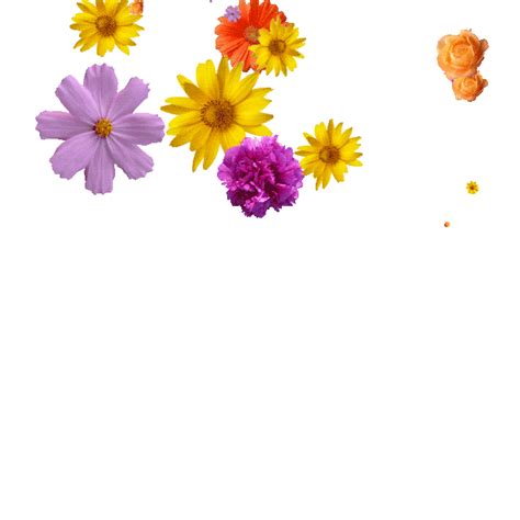 Animated Flower Blooming  Transparent