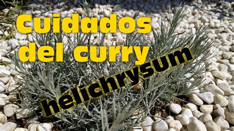 Cuidados Y Trasplante Del Curry O Helichrysum Planta Aromática Youtube