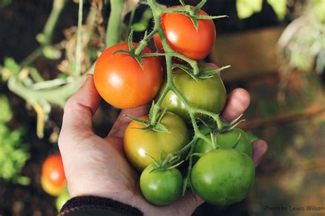 How To Grow Tomatoes In A Raised Bed Mom Foodie