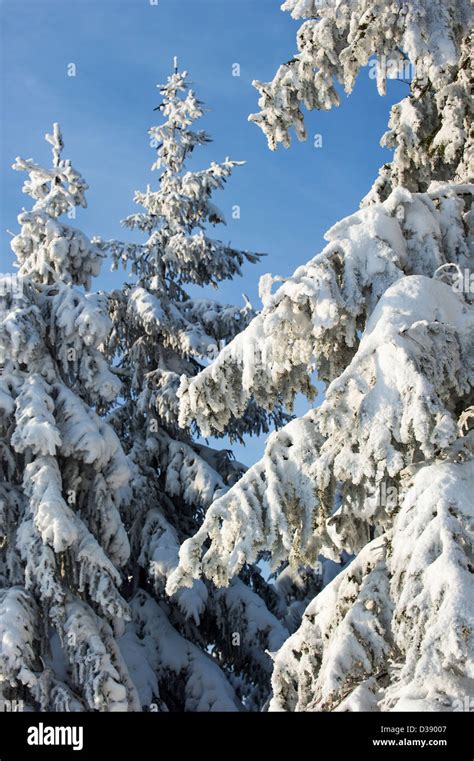 Branches Of Spruce Trees In Pine Forest Covered In White Hoar Frost And