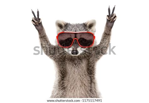 Portrait Funny Raccoon Sunglasses Showing Sign Stock Photo