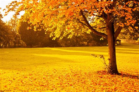Golden Autumn Field