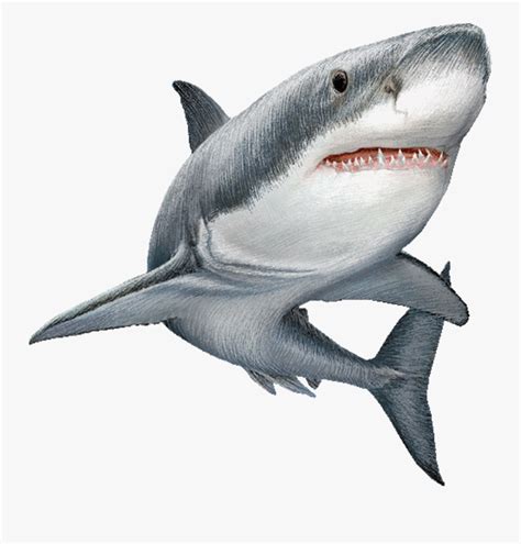 Great White Shark Clip Art Image Illustration Real Shark Clip Art