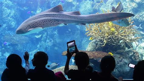 Aquarium Of The Pacific Unveils 53 Million New Wing Is This The