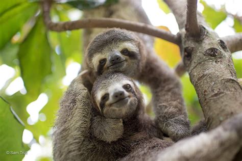 Tree buddies (the Sloth Institute Costa Rica) #aww # ...