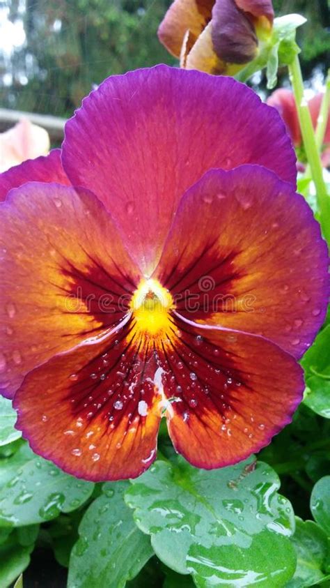 Purple Pansy With Dew Drops From Rain Stock Photo Image Of Garden