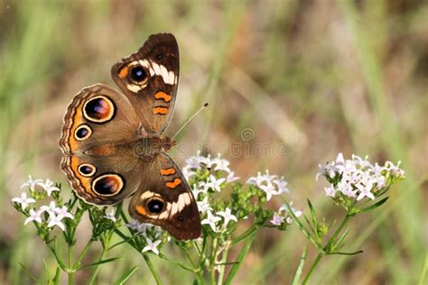 Buckeye Butterfly On White Wildflowers Close Up Background Stock Image