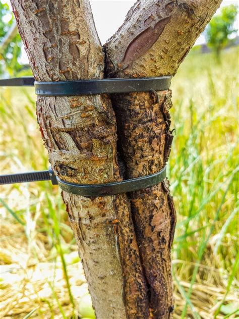 How To Repair A Broken Bonsai Tree Branch