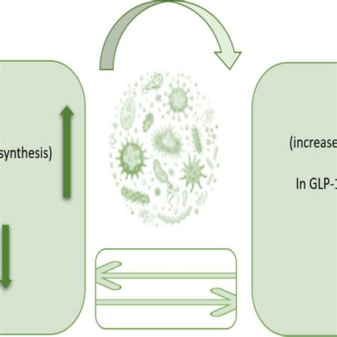 Primary Mechanisms Of Gut Microbiota Modulation By Prebiotics And