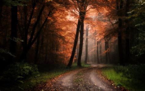 X Nature Landscape Forest Road Trees Sunlight Grass Mist Shrubs Path Fall Leaves
