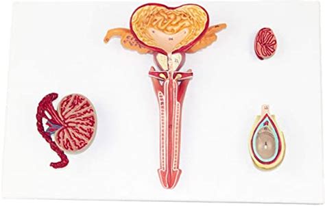 Modelo Anatómico Genital Interno Y Externo Masculino Modelo De Próstata