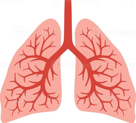 Anatomía De Los Pulmones Humanos 12636318 Png
