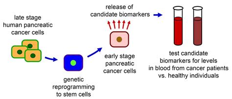A few other types of cancer have also been reported in the pancreas. Pancreatic Cancer Biomarkers image | EurekAlert! Science ...