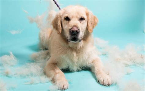How To Reduce Shedding In Labrador Retrievers