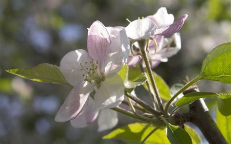 70 Apple Blossom Wallpaper On Wallpapersafari