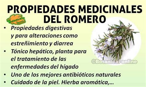 Por lo general, comienza como grupos pequeños y no cancerosos (benignos) de células llamados pólipos que se forman en el interior del colon. Propiedades medicinales del romero | Decisiones saludables ...