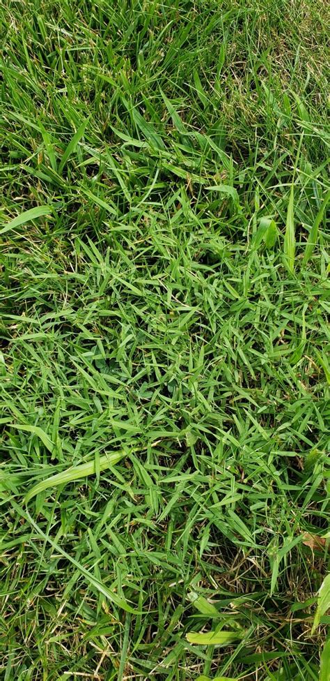 Bermuda Grass This Year Lawn Care Forum