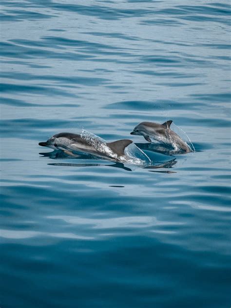 7 Best Places To See Dolphins In Cornwall