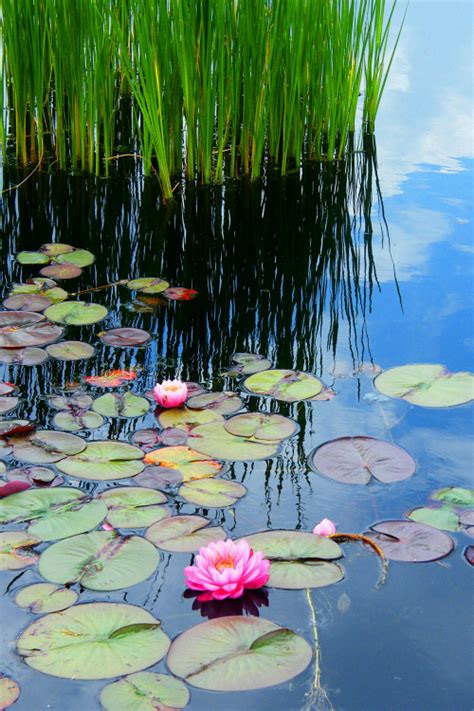 There is currently no wiki page for the tag water lily flower. The lotus is my favourite flower..the symbolism in Indian ...
