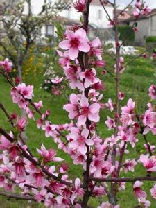 Apr 07, 2020 · les arbres à fleurs roses. Arbres fruitiers : traitements et conseils pour le printemps