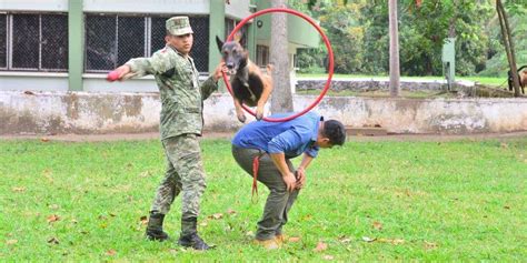 Perros En La Lucha Contra El Narco