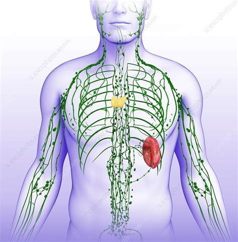 Human Lymphatic System Illustration Stock Image F0132504