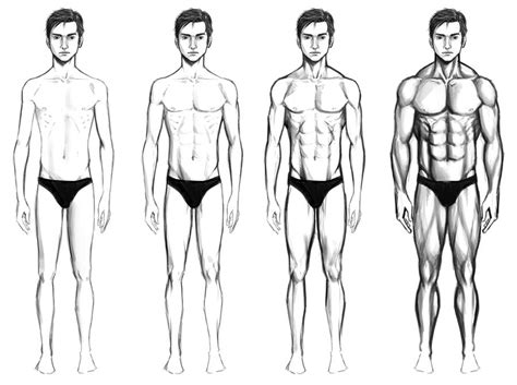 Male Body Types By Chaosbringer On DeviantArt