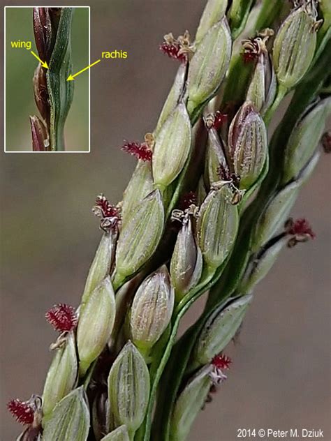 Digitaria Ischaemum Smooth Crabgrass Minnesota Wildflowers