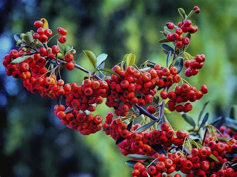 Winterberry A Vivid And Shockingly Tough Plant Cgtn