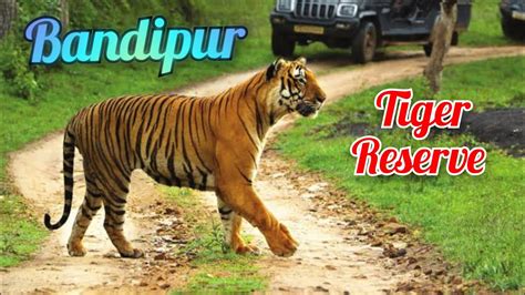 Bandipur Tiger Reserve And National Park Jungle Stay And Bus Safari Youtube