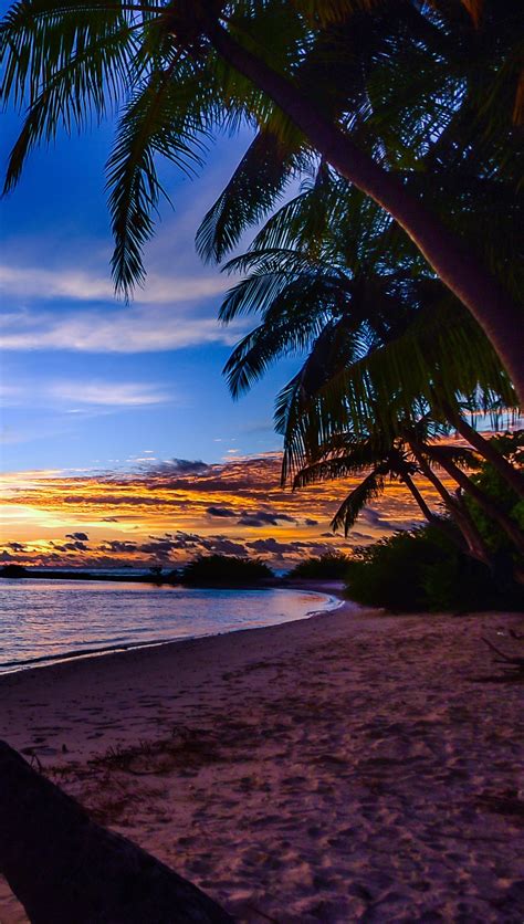 Palmeras En Playa Al Atardecer Fondo De Pantalla 4k Ultra Hd Id4608