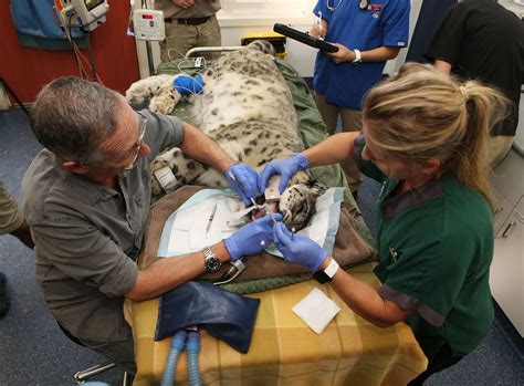 Vet Schools In Paris