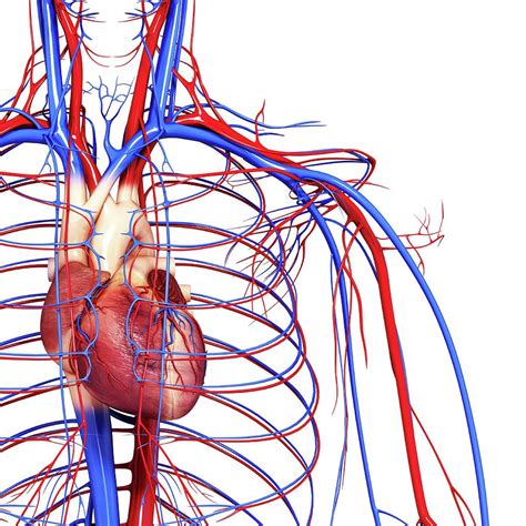 Cardiovascular System Photograph By Pixologicstudioscience Photo