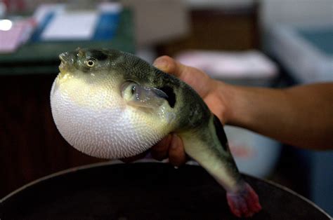 Fugu Puffer Fish Or Blowfish Season In South Korea 2024 Roveme
