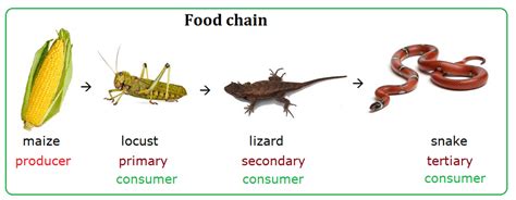 Which Represents An Ecosystem Better A Food Chain Or Food Web Why My XXX Hot Girl