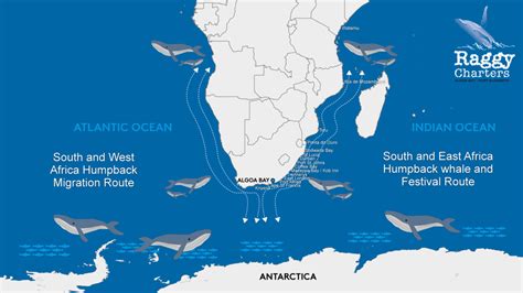 South East Africa Humpback Whale Festival Route World Cetacean Alliance