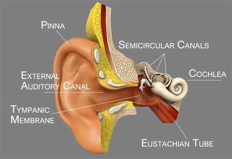 The Ear Clinical Examination