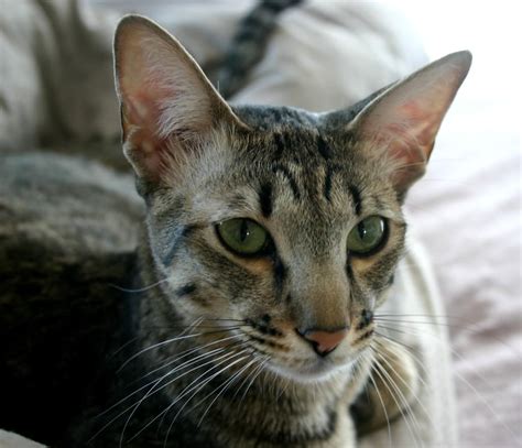 Most savannahs for rescue are going to be either sick (fiv, etc) or abused. Savannah Cats for Adoption | savannah cat rescue. Info ...