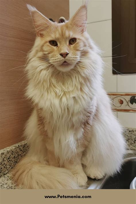 Pin On Maine Coon Cats Largest Cat Breed