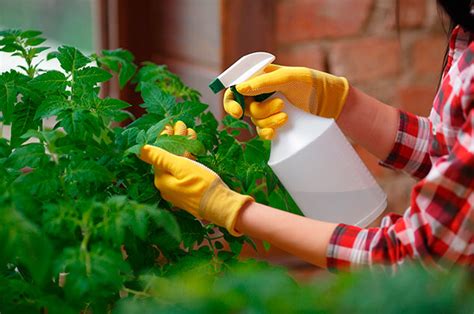 Insecticidas Caseros Para Eliminar La Plaga De Tus Plantas Cocina