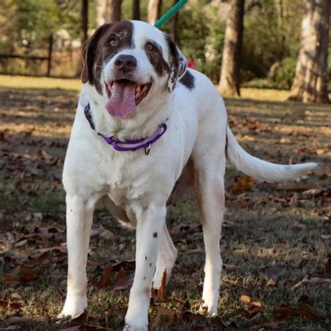 Dog For Adoption Natalia A Great Pyrenees Mix In Short Hills Nj