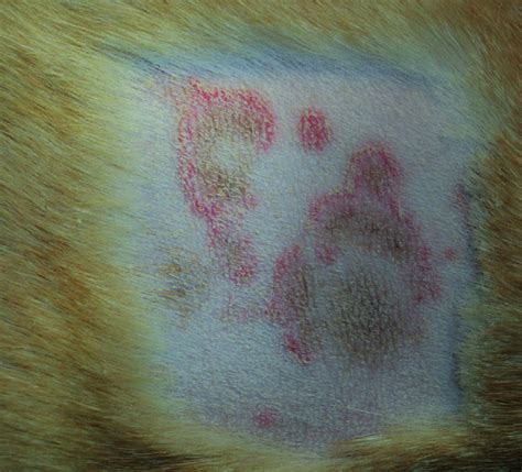 Bacterial Skin Infections Including Pyoderma Vet Times
