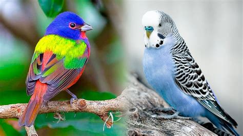 The Most Popular Pet Bird Breeds 🐦 Youtube