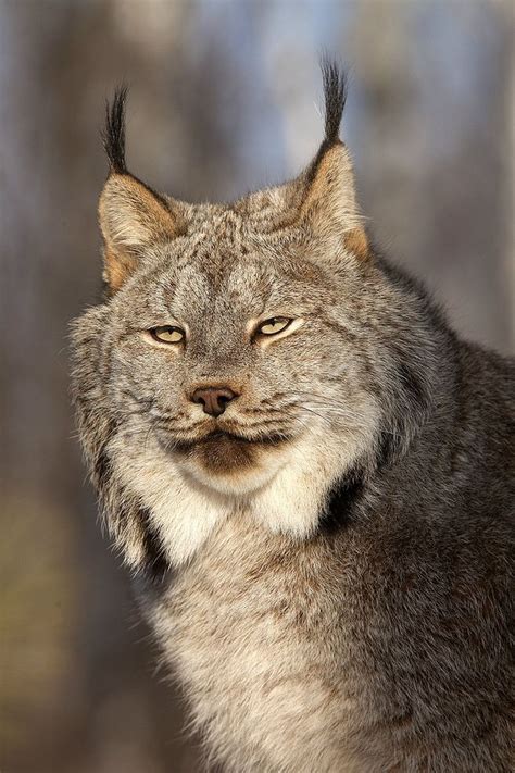 North American Wildlife Jim Zuckerman Photography Canadian Lynx