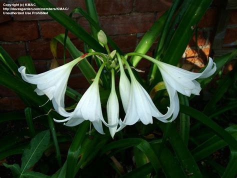 Plantfiles Pictures Crinum White Powell Lily Album Crinum X